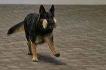 IMG_8776.JPG