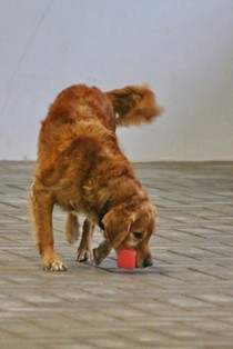 IMG_8877.JPG