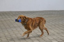 IMG_9111.JPG